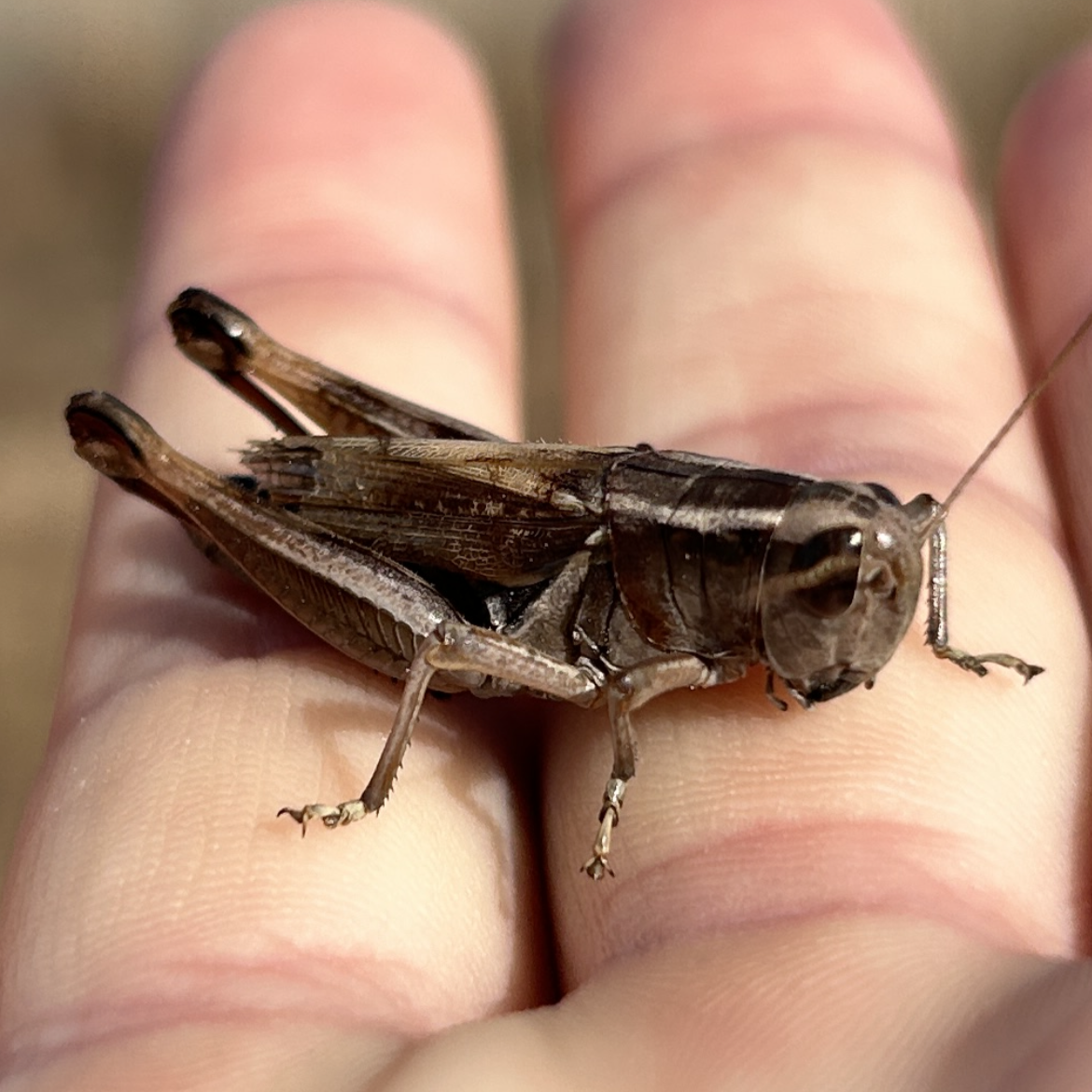 Parkland News Nature St. Joe State Park Cricket