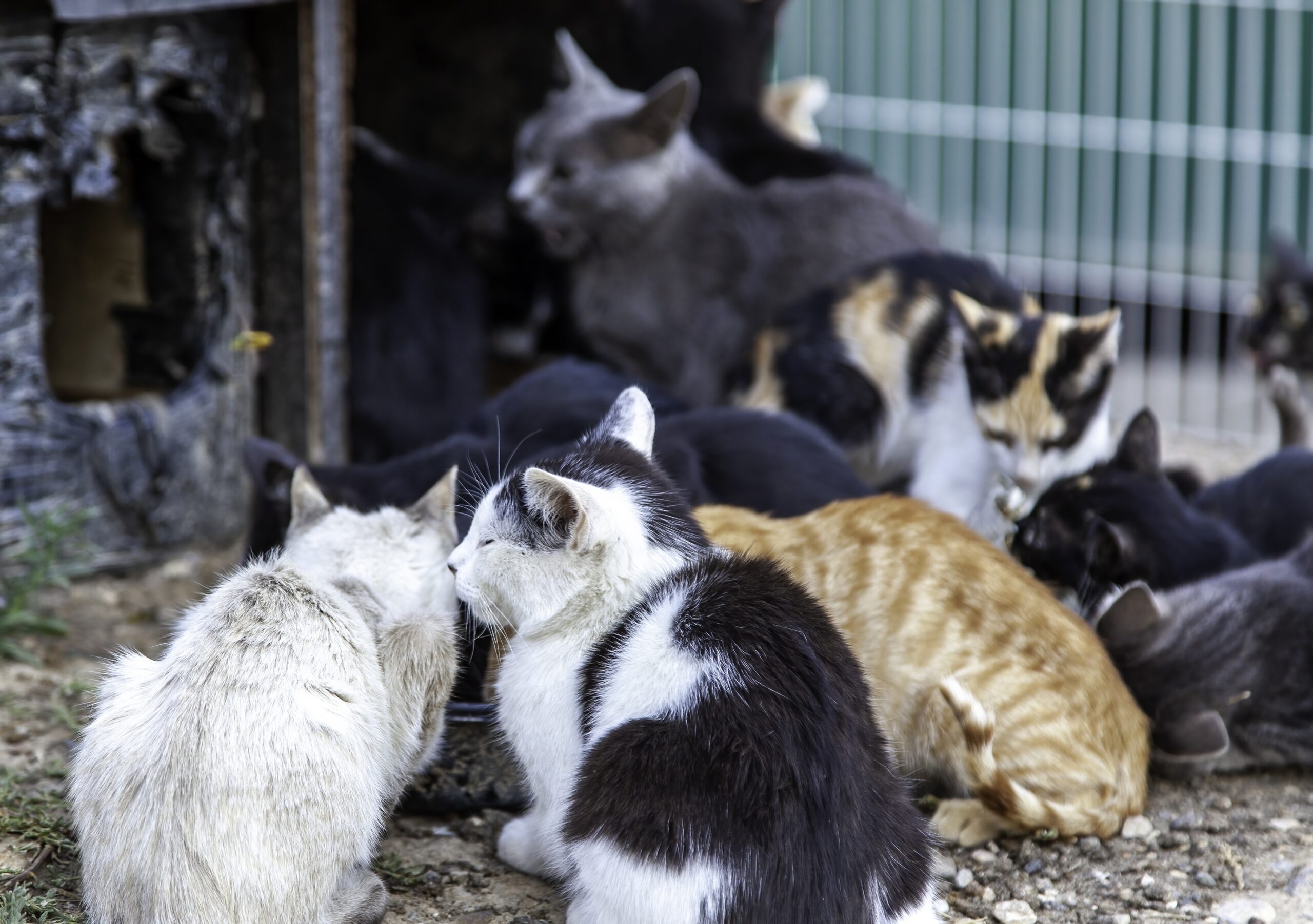 Parkland News Feral Cats
